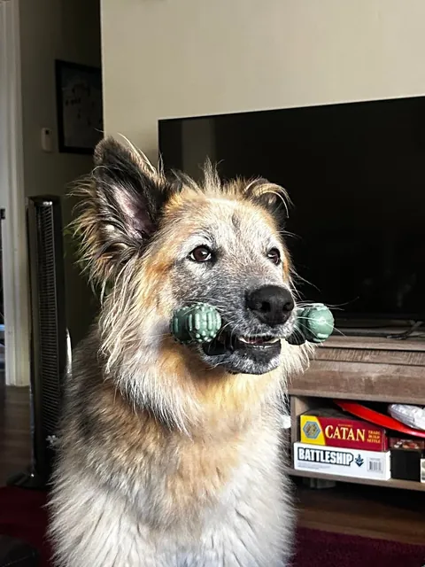 Celebrating two years with Snacks, our big goofy rescue dog