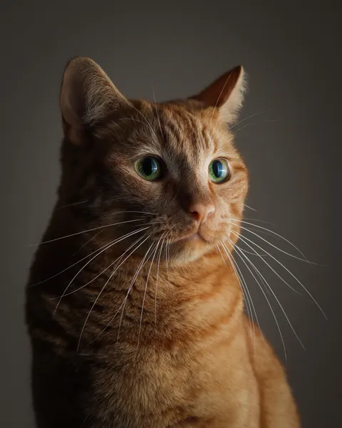First attempt at a studio portrait
