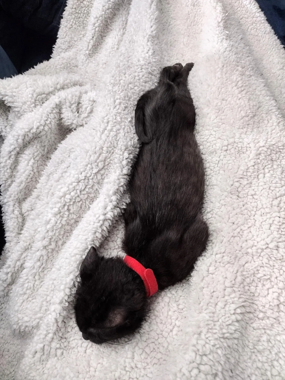 I Rescued a Void and Named Her Baobao