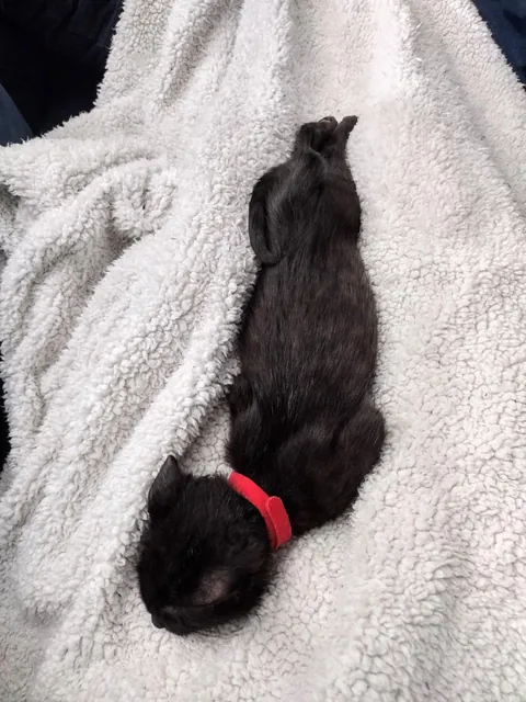 I Rescued a Void and Named Her Baobao