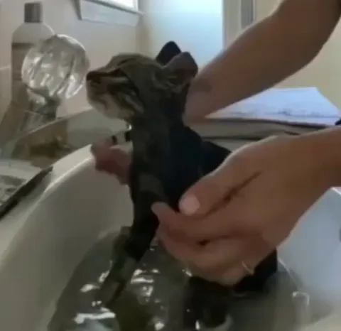 The moment a kitten rescued from the trash realizes he's safe