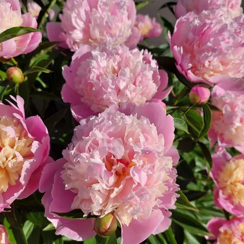 Peonies popped!