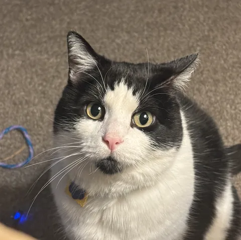 Misconceptions a dog person (me) learned after having a cat.