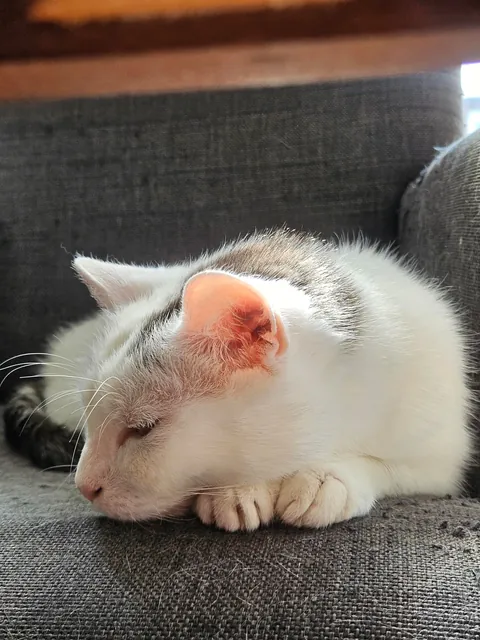 Please look at my little angel (alive)