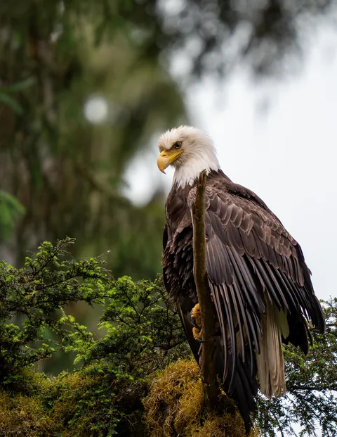 ITAP of a Bald Eagle