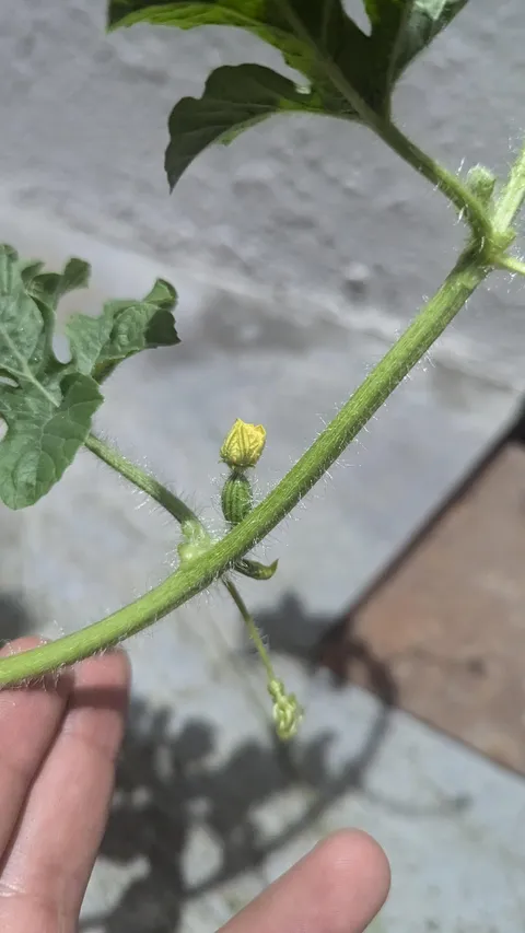 My first watermelon