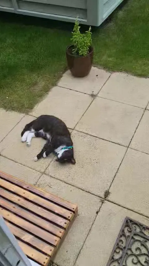 My 65 year old dad has waited ages to get another cat. Everyone meet Toby!