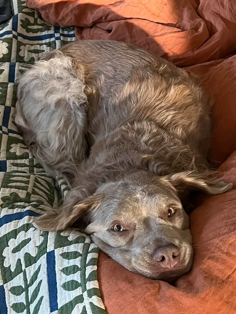 My (Literally) Rare Fluffy Pittie