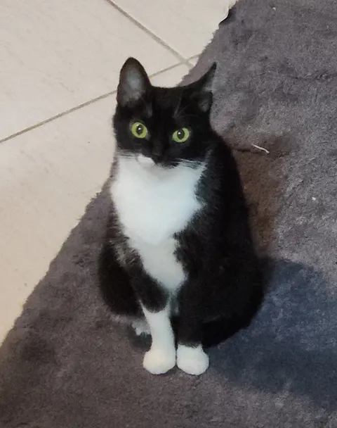 My cat was staring at me while I made my dinner