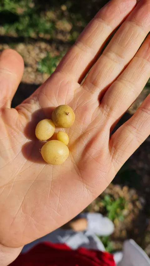 My first potatoe harvest, waited the whole season for these