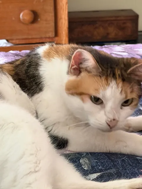 Adopted a last chance cat…