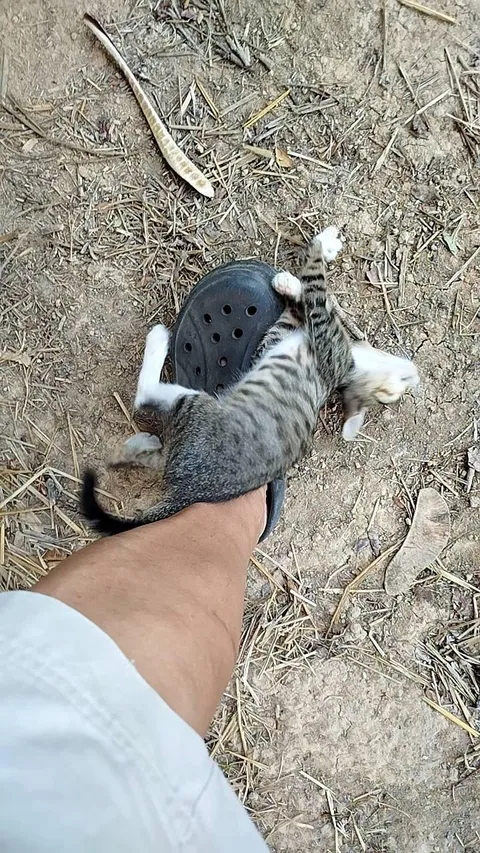 When you’ve found a stray kitten like this,can you not adopt him?