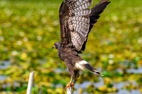 🔥 The Endangered Florida Snail Kite