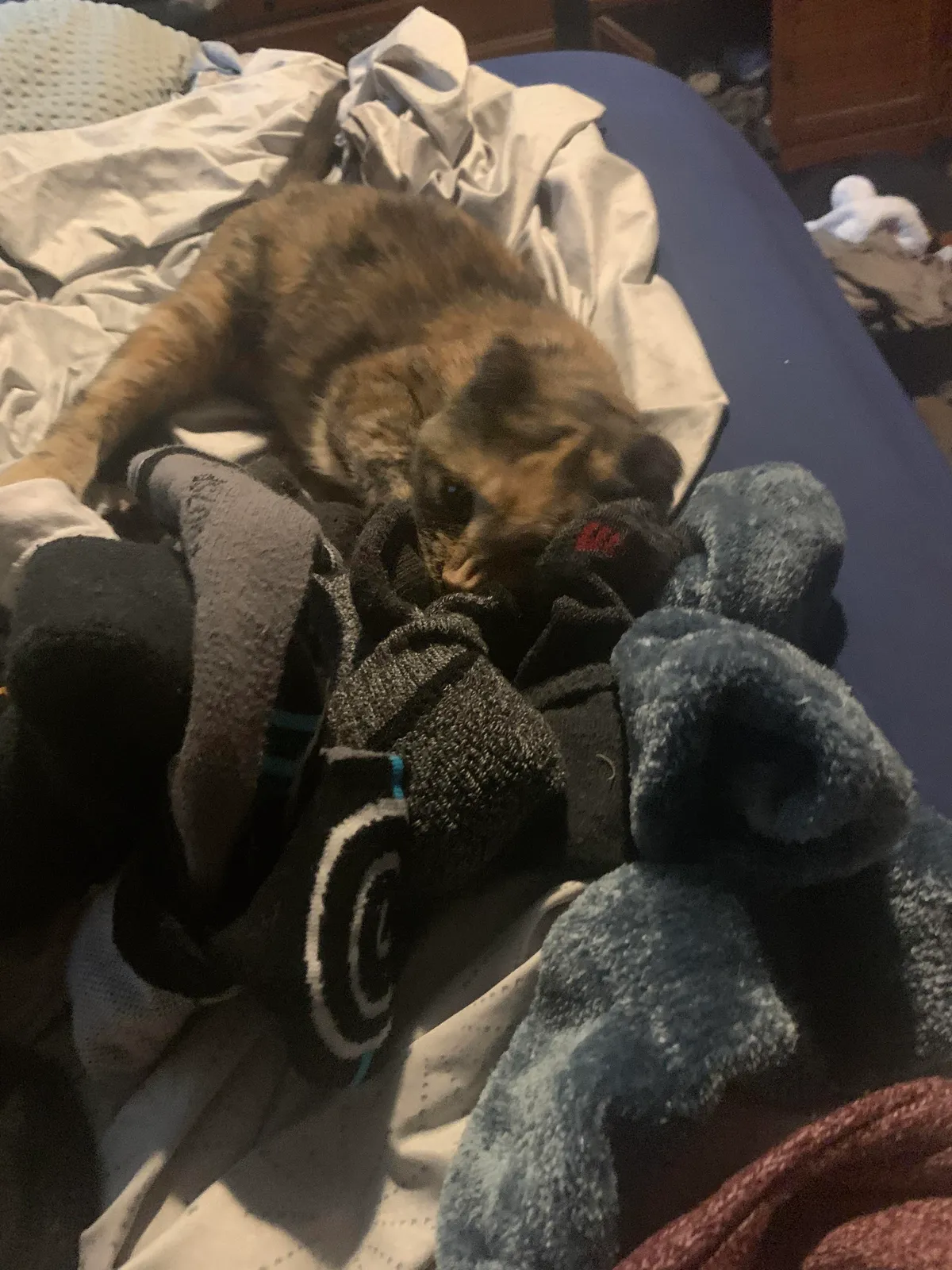 Adopted this old girl a month ago. I will never have to pick out socks ever again. I wake up to dozens of them on my head in the morning. Every. Day.