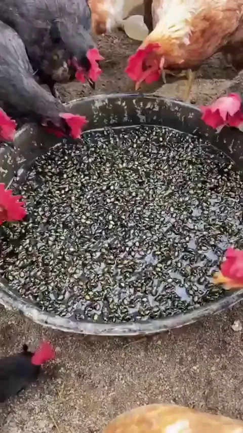 From pests to protein : turning invasive species into animal feed 👉