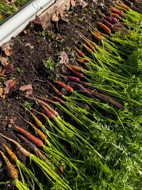 First time growing carrots