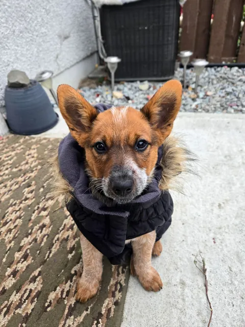 Henlo frens! I is the Toffee bebe!