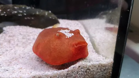 Tater in "action". For people who want to see a yawning Potato.