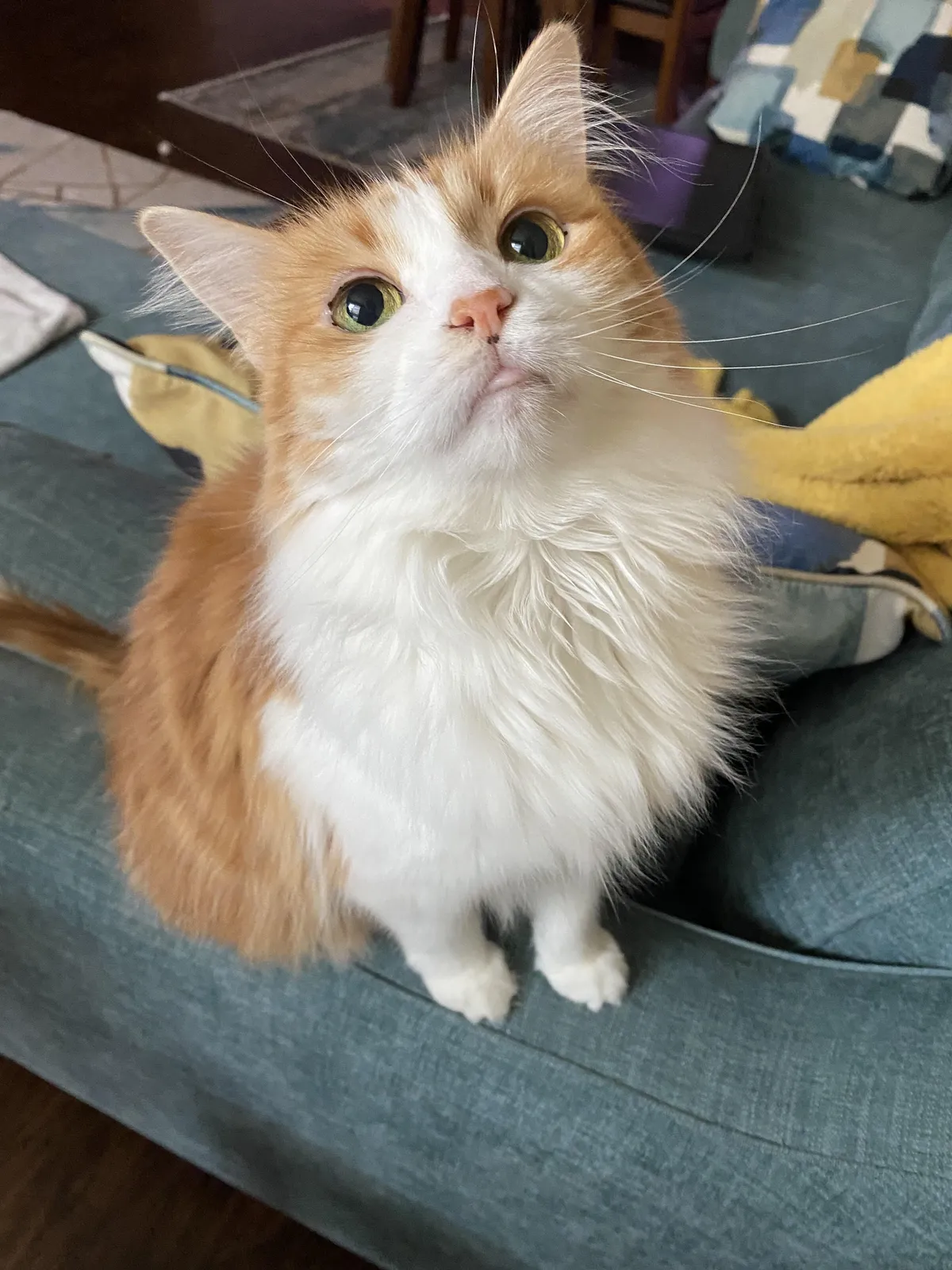 Ginger has been a mammary cancer survivor for a year now! 🎉💗