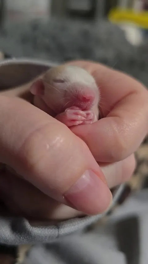 10 days old now! Still cleaning her lil face