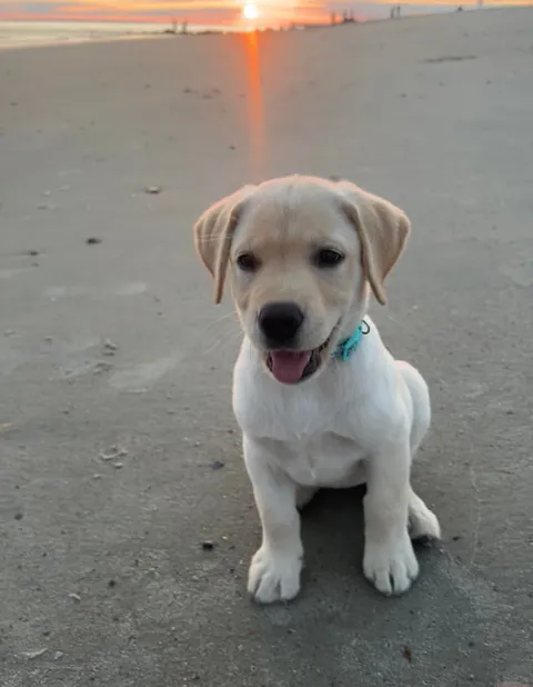 Some pics of my pup throughout her life so far