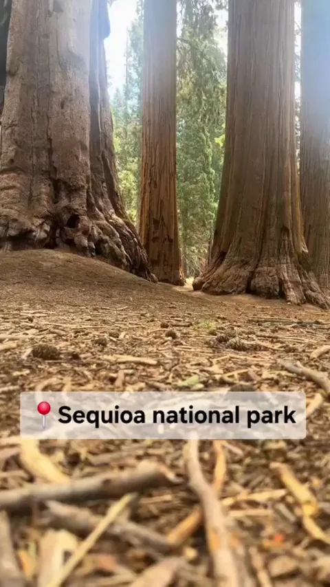 🔥The size of giant trees in Sequioa National Park