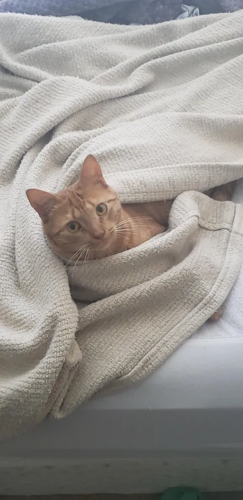 Orange Joe has crossed the rainbow bridge.