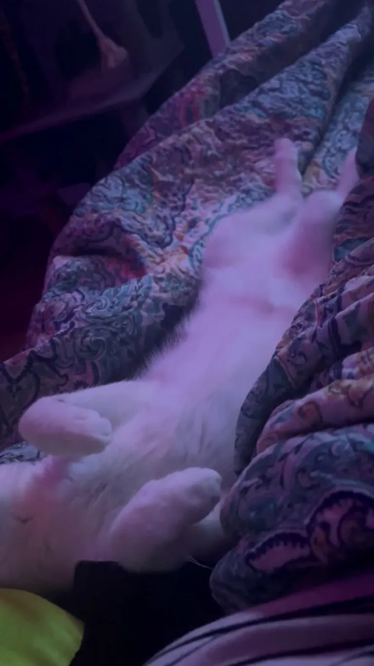 My cat is a very active dreamer. 