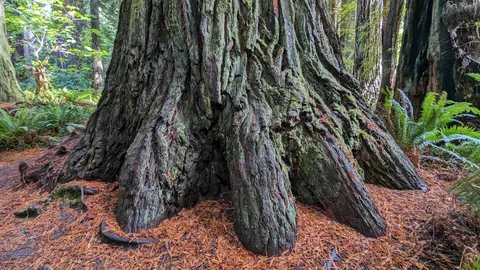 🔥Redwood base looks like giant elephant's foot