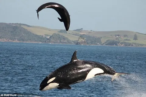 Killer whale attacking false killer whales