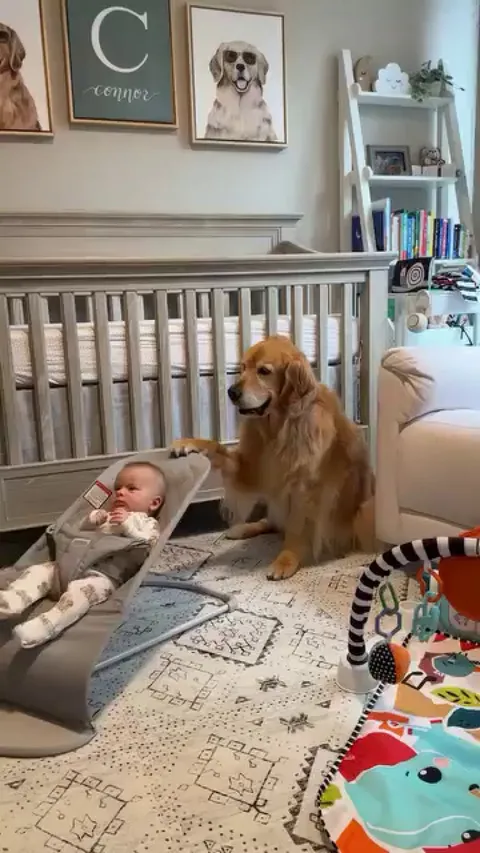 Dog working overtime