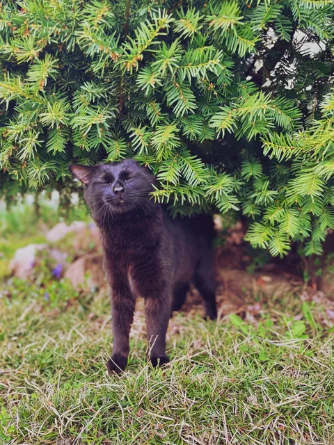 He finds pure bliss in the outside bushes.