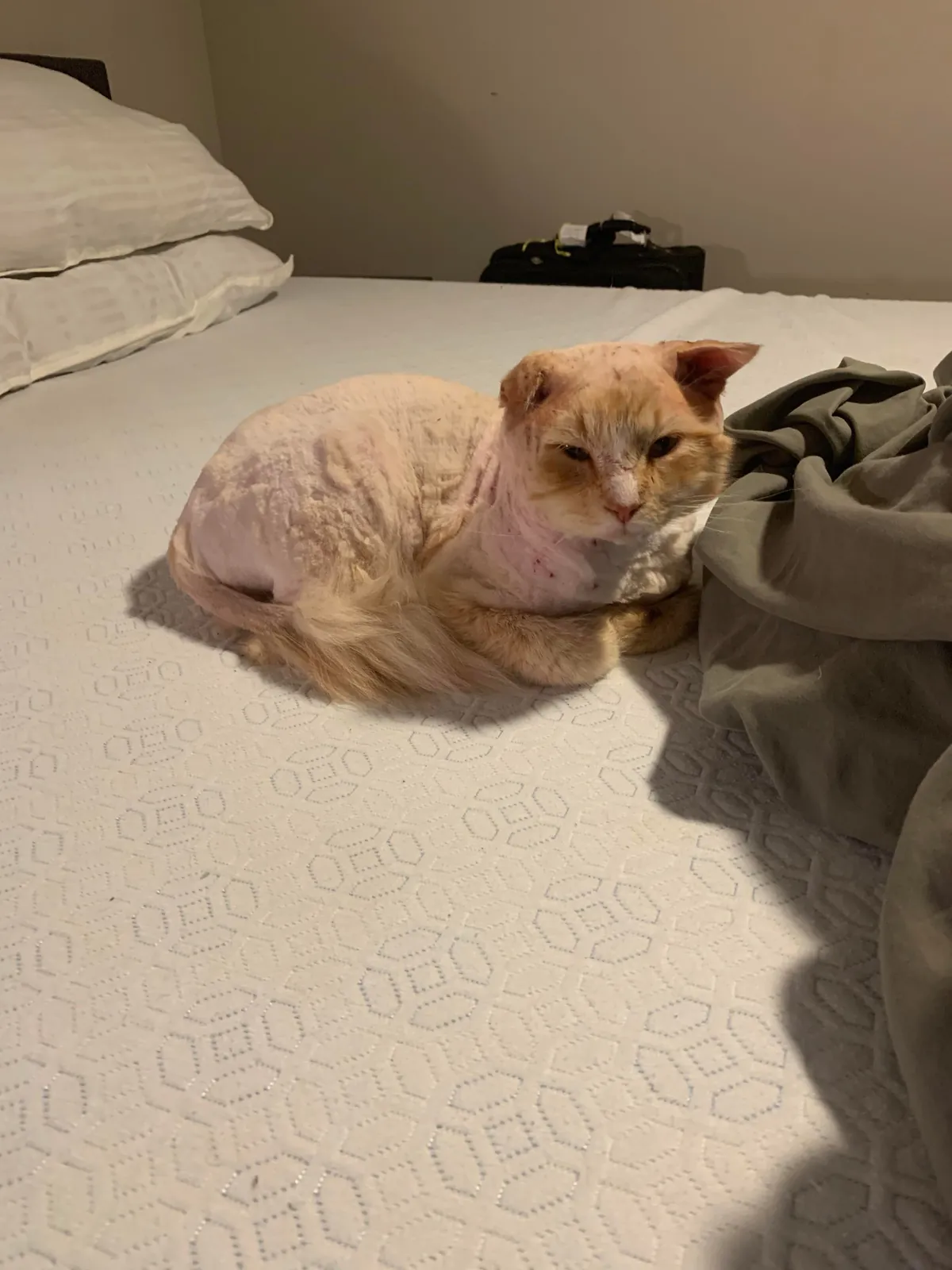 The transformation of Finnegan from forest cat to pampered city kitty