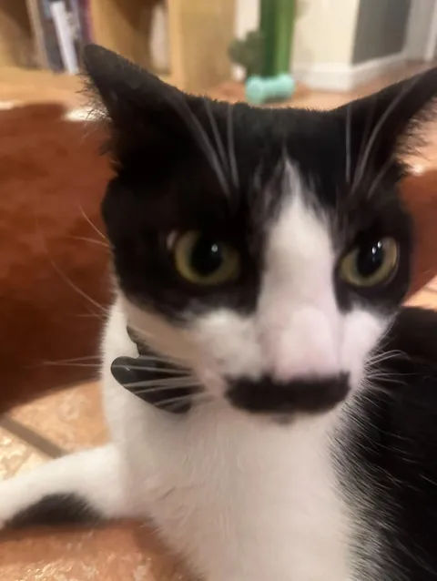 Can you guess my cat’s name off of his mustache? 