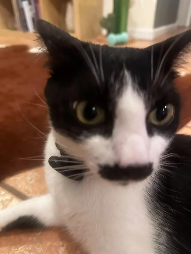 Can you guess my cat’s name off of his mustache? 