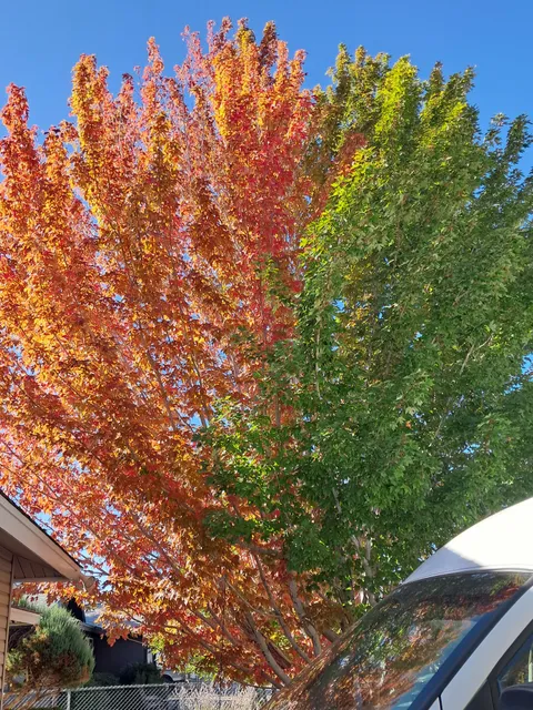 Only half of my tree is turning.