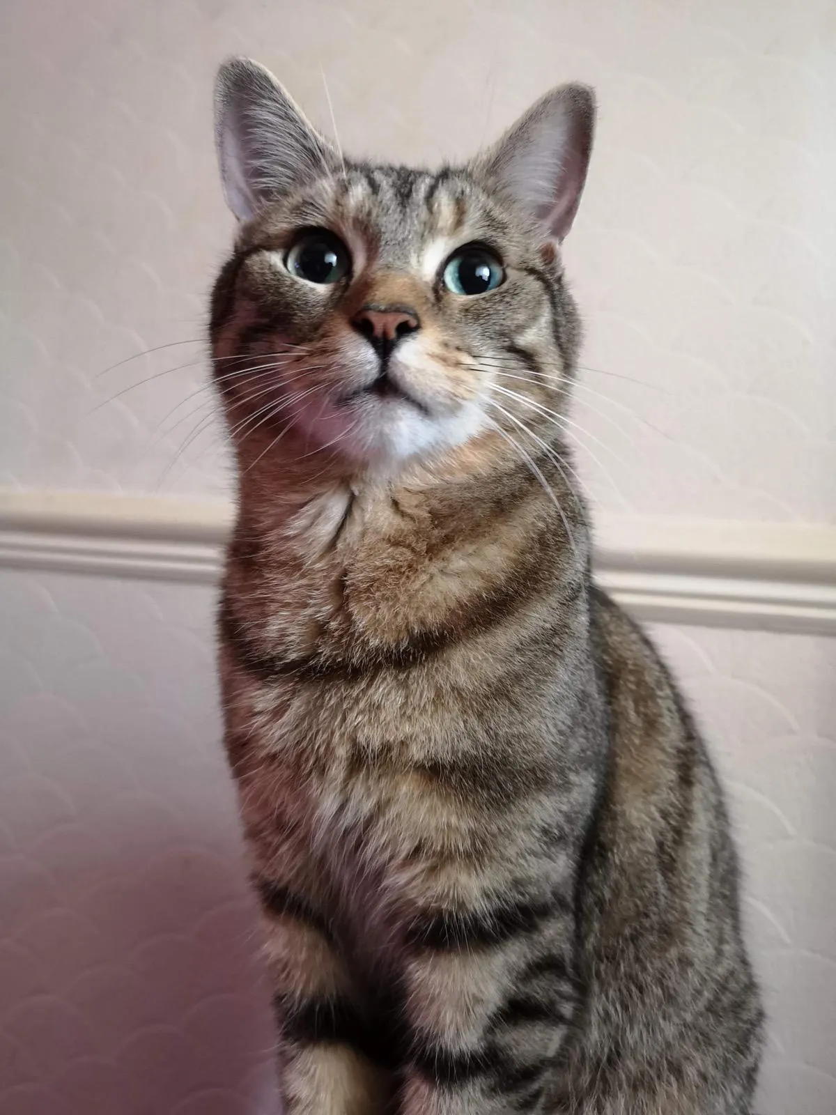 Goodbye to the goodest of good boys. 2014-2025.