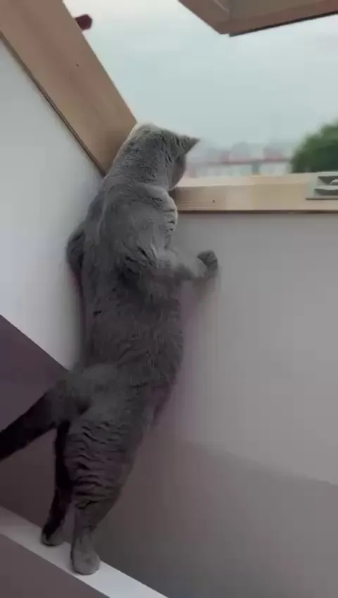 When you realize the world is bigger than the living room…” 🌍🐈