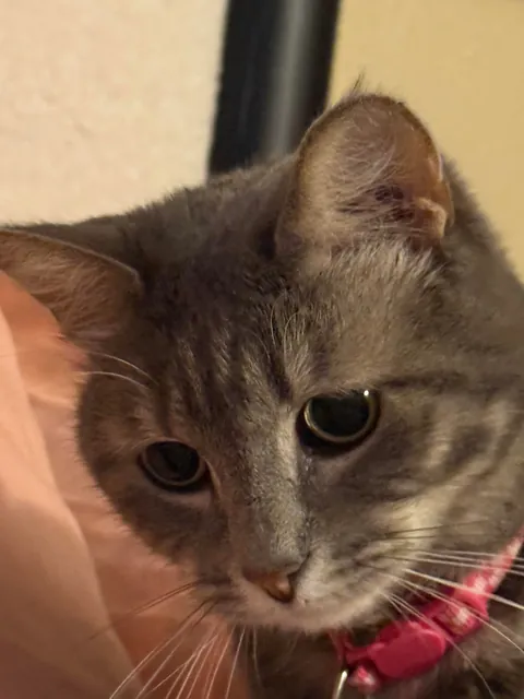 A couple close ups of Apple!