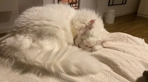 my sisters cat has survived her skin cancer!