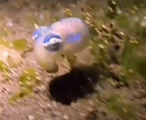 Baby squid trying to camouflage for the first time after being born