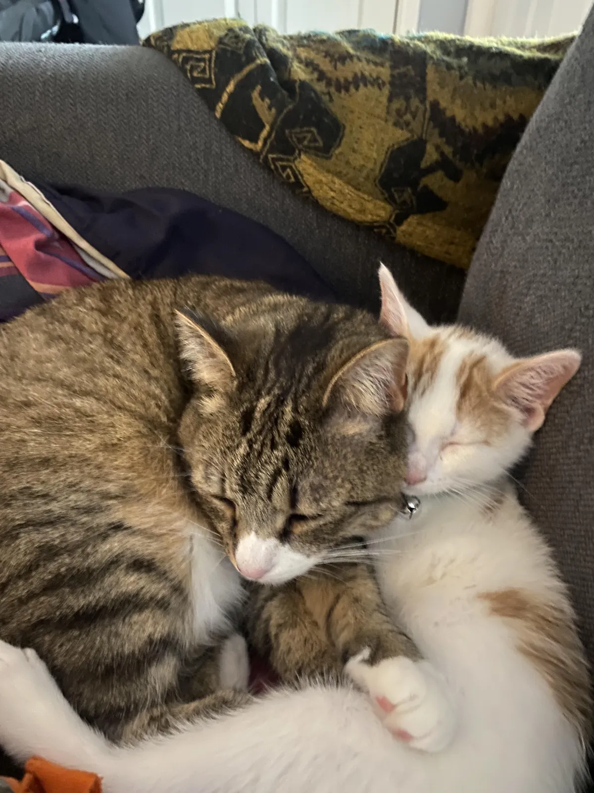 I did not think they’d be best friends so quick! 6 hours into being a 2 cat household 🥹