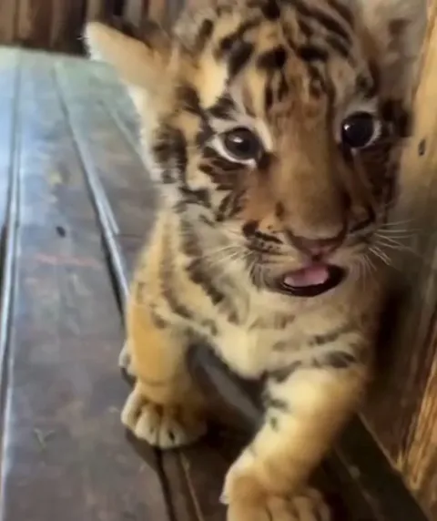 Baby Tiger's First Roar🐯