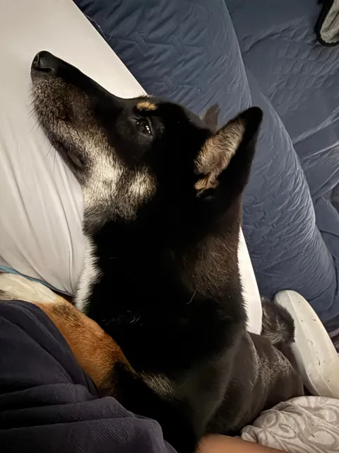 Sleeping over at my best friend's house and woke up to these cuties in my bed 😍