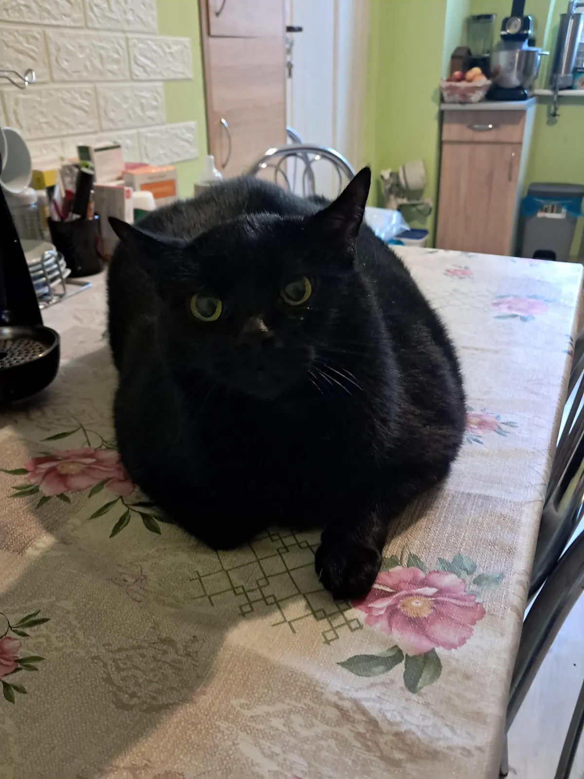 My family says I'm a bit chubby… I say I'm just extra fluffy 🐈‍⬛😅 What about you?