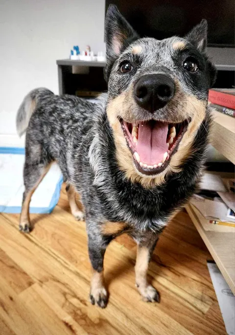 My little heeler has the biggest smile to body ratio of any dog I’ve ever met