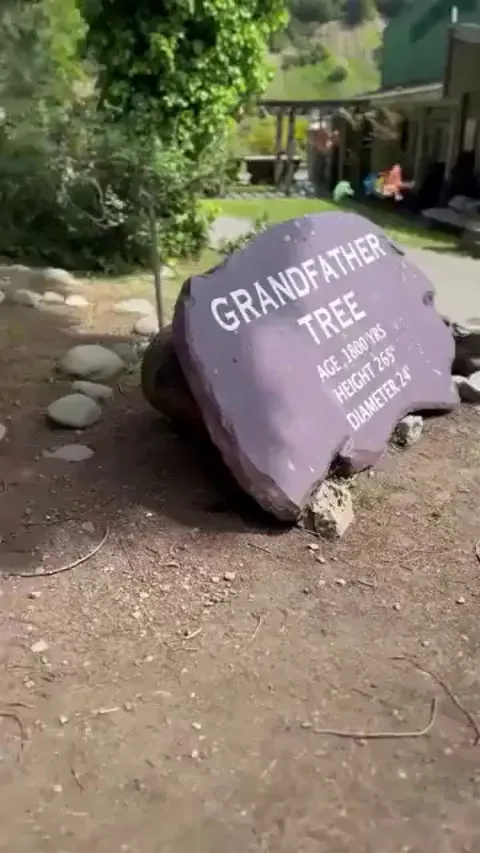 This Tree is a living testament to history, standing tall for 1800 years