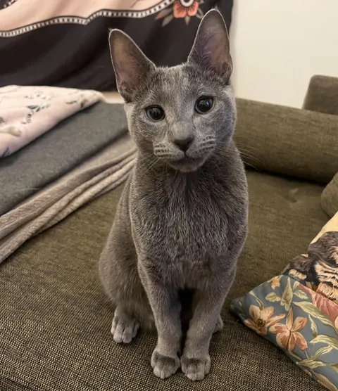 Isn’t it crazy how every cat person thinks their cat is the cutest in the world, when really my cat is 