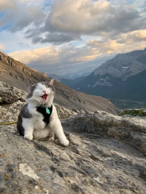 PsBattle: Cat on mountain