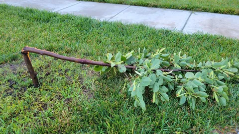 Our little tree was the only one damaged by a storm last night. 😭